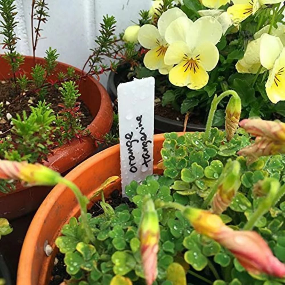 100 шт. пластиковых бирок для  – обзор и цена Gardening Tools Labeled
